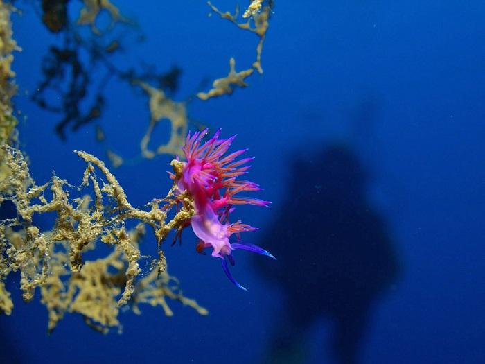 Kindertauchkurse – gesamte Region Kvarner