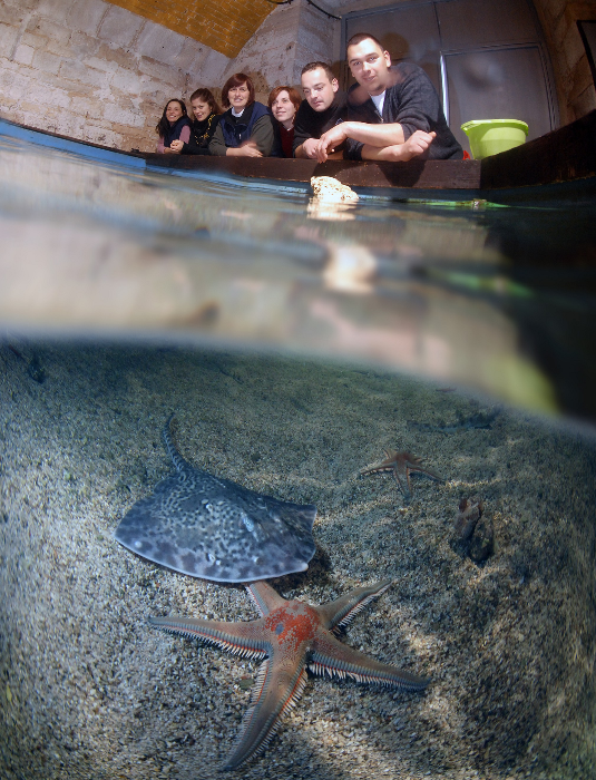 Aquarium in Pula
