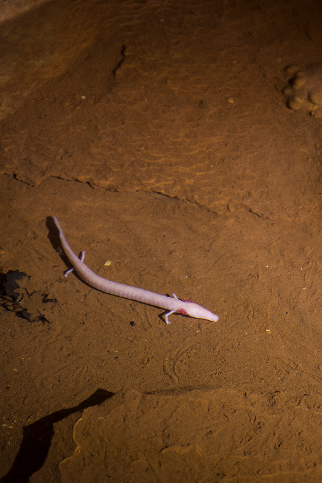 Höhle Baredine bei Poreč