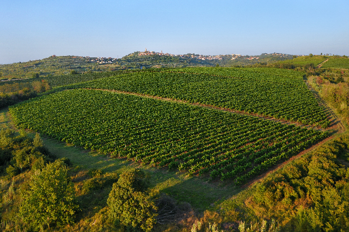 Die 3 Weinstraßen Istriens